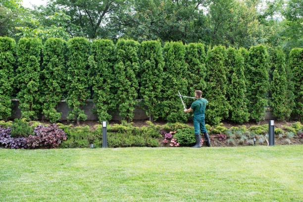 Tree and Shrub Care in Suisun City, CA