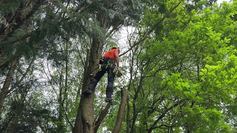 Trusted Suisun City, CA Tree Removal Experts